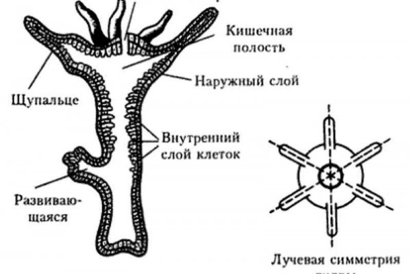 Почему в кракене пользователь не найден